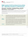 Research paper thumbnail of RyR2 regulates Cx43 hemichannel intracellular Ca2+-dependent activation in cardiomyocytes