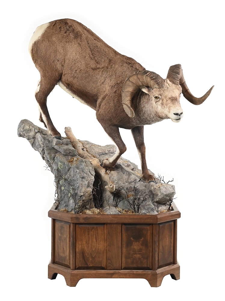 DESERT BIGHORN SHEEP FULL MOUNT DISPLAY.