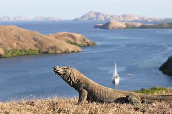 jasa Tour ke Pulau Komodo