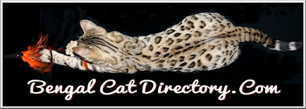 Bengal Cat Directory