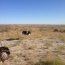 ostrich maun botswana