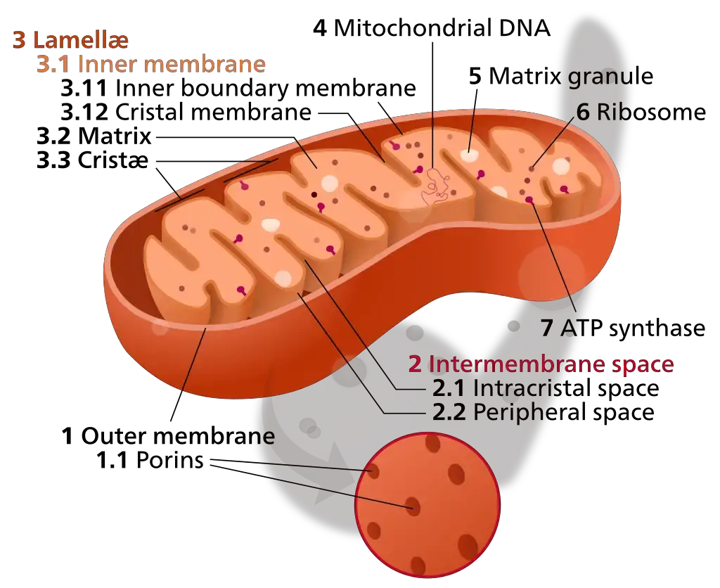 Mitochondria - Definition, Origin, Structure, Functions - Biology Notes ...