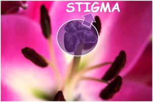 stigma