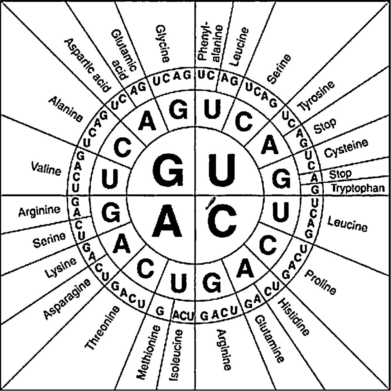 Amino acid codon chart pdf