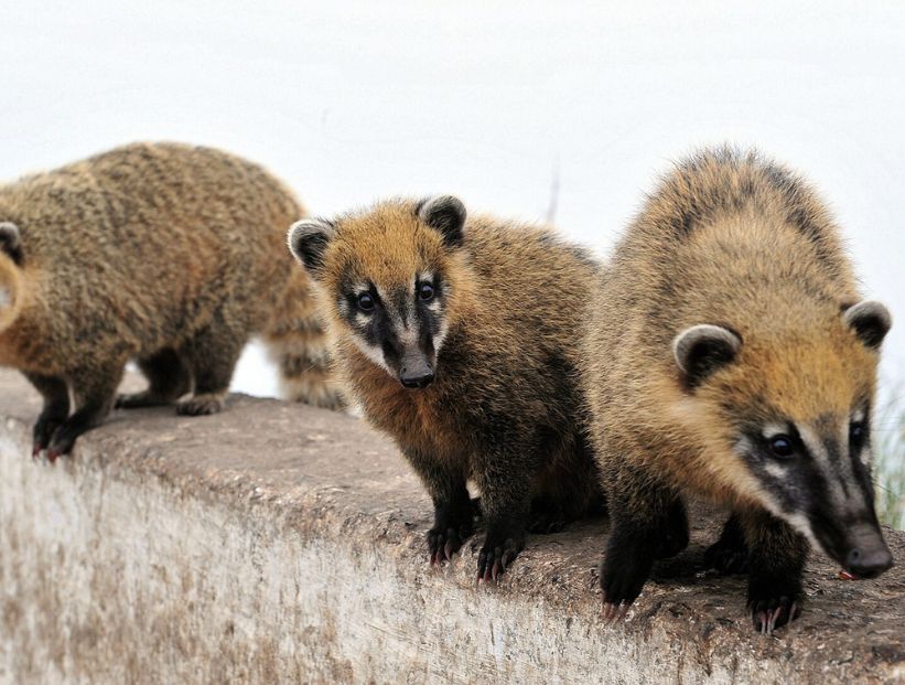 Coatí, el curioso animal que habita en Sudamérica