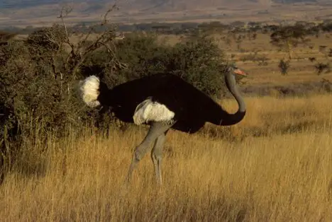 Flightless Bird and largest Bird ostrich