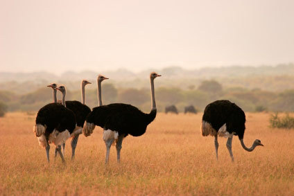 ostrich facts - ostrich