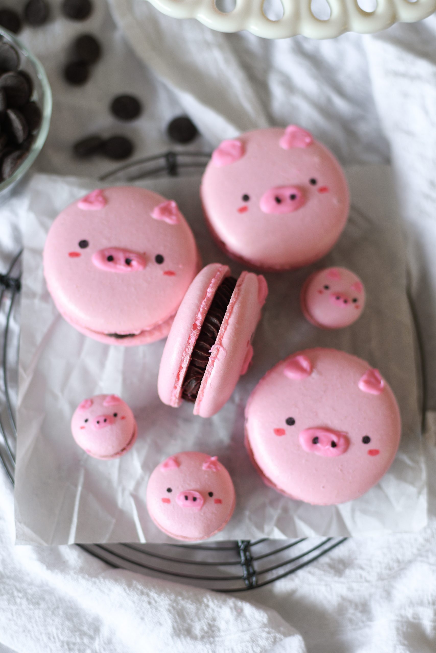 5 large chocolate pig macarons ft 3 tiny baby pig macarons!