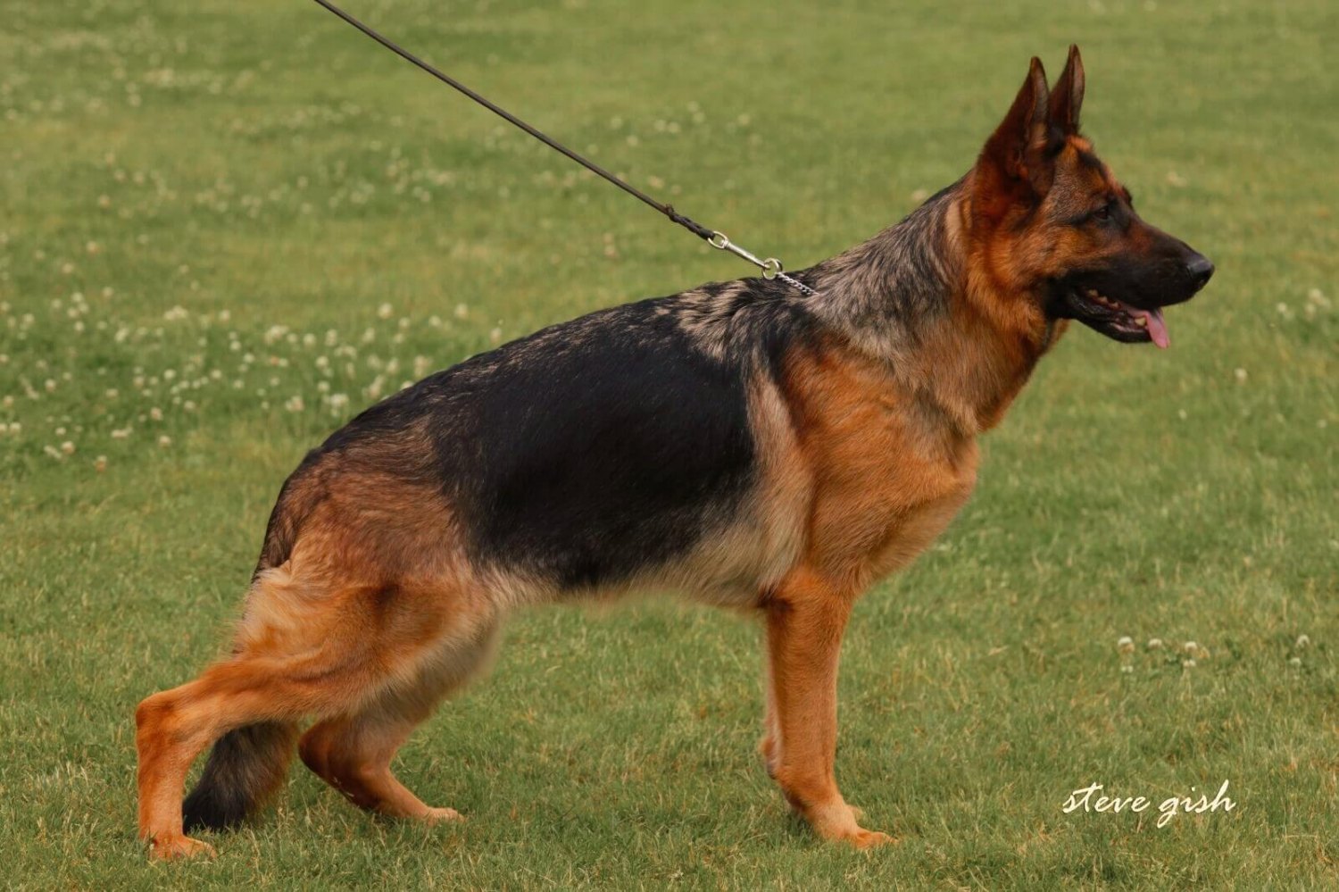 panda german shepherd