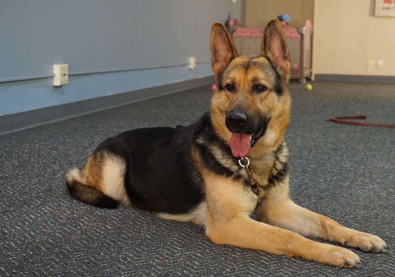 german shepherd husky mix