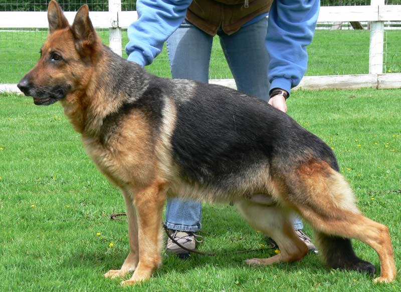 adult female german shepherd