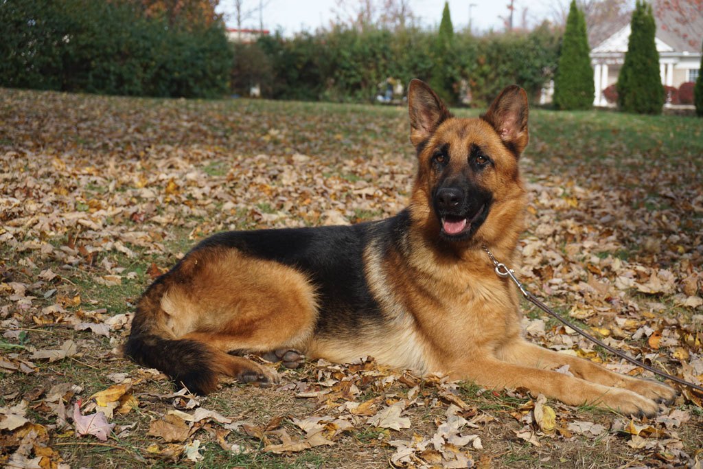 female german shepherd in snow