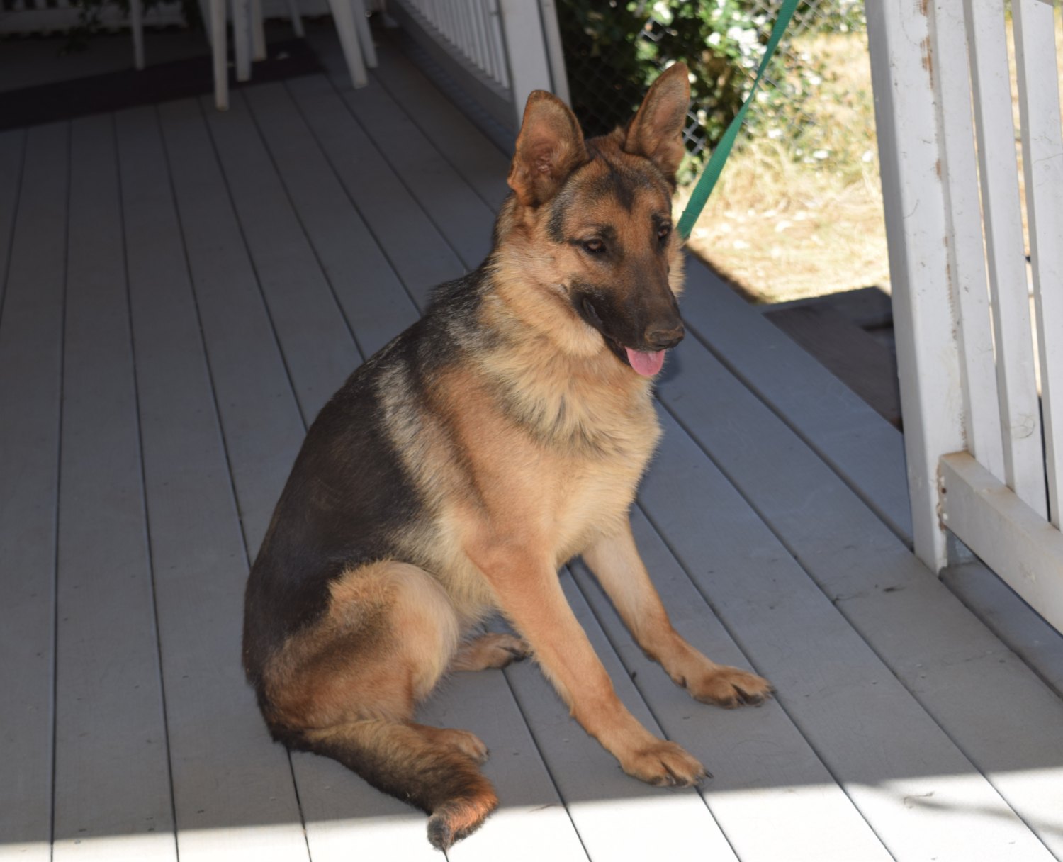 breeding female german shepherd