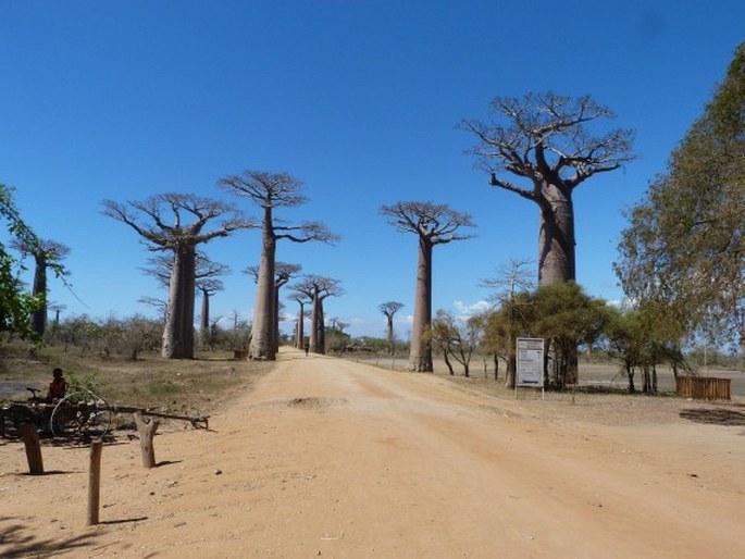 Allée des baobabs; Madagaskar, Morondava