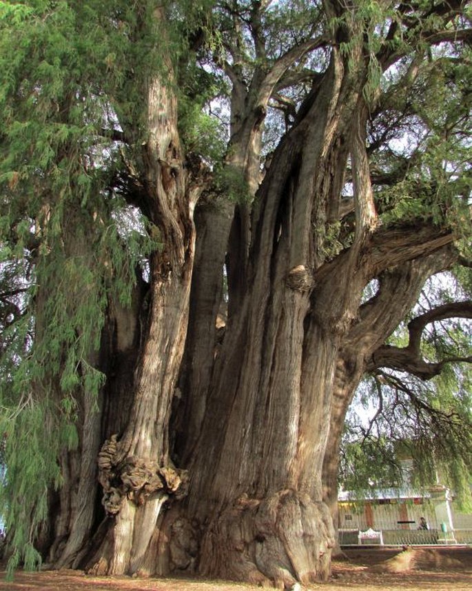 Árbol del Tule