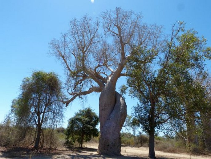 Le baobab amoureux