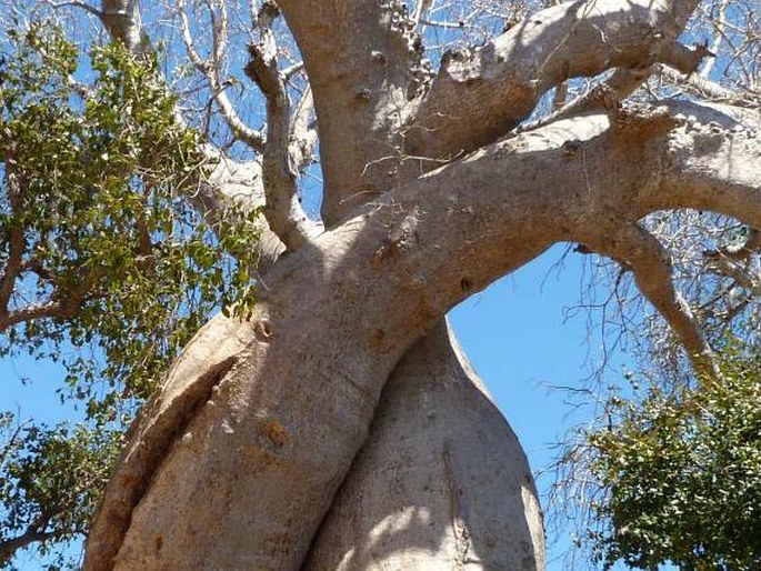 Le baobab amoureux