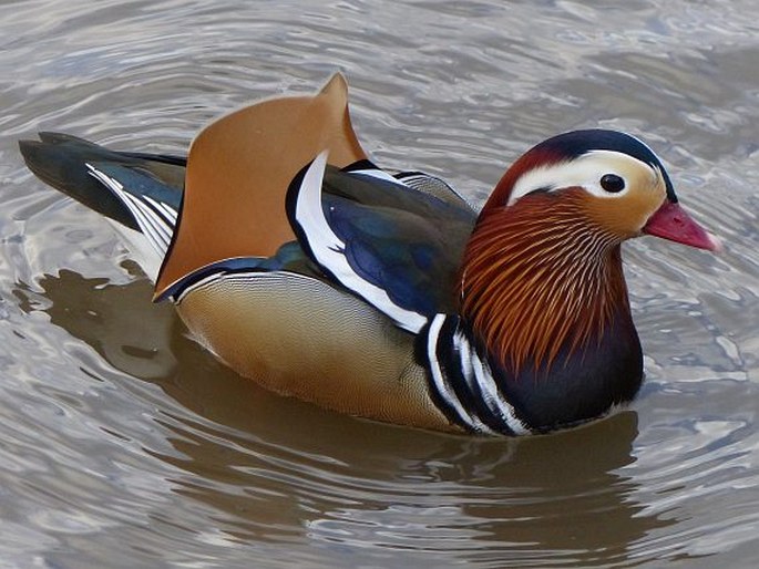 Aix galericulata (Linnaeus, 1758); kachnička mandarinská