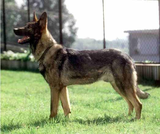 Kunming Wolfdog wallpapers HD