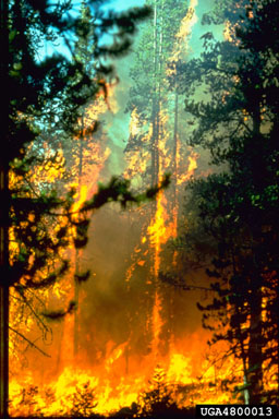 Prescribed stand-replacing fire for creation of elk summer range in eastern Washington Cascade Mountains, lodgepole pine and subalpine fir