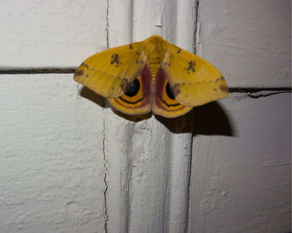 Io moth