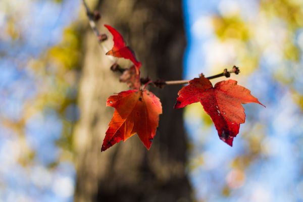 Sonnenlicht, Natur, Pflanzen, Makro, Bäume, rot