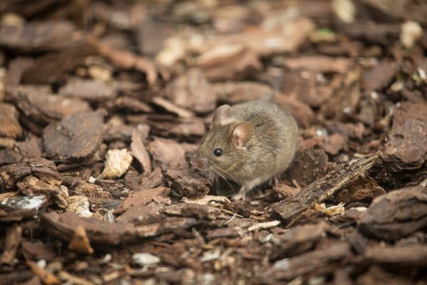 topi,animali,natura,scoiattolo,natura,mammiferi