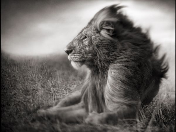 photography,black,cat,monochrome,lion,wildlife