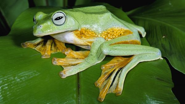 feuilles,la nature,herbe,vert,grenouille,amphibie