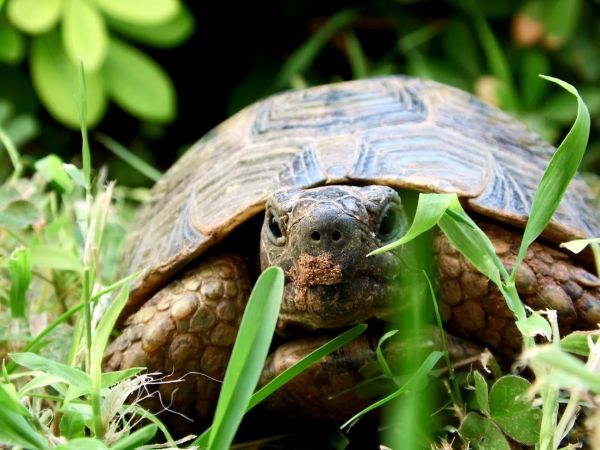 naturaleza,verde,fauna silvestre,Tortuga,Tortuga,reptil