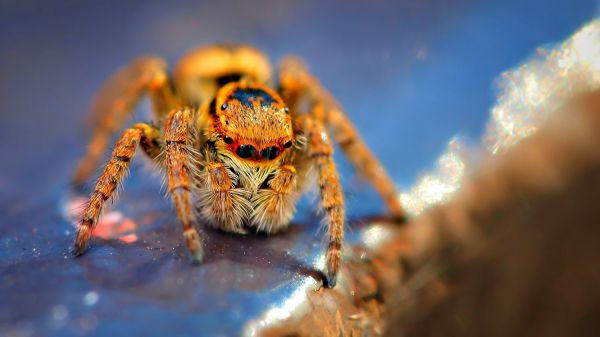 insecto,naturaleza,fotografía,araña,Arácnido,fauna