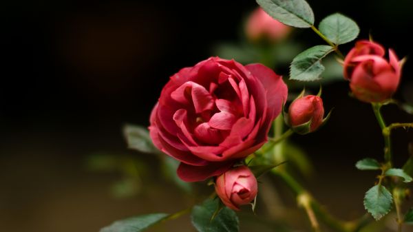 blomster,rød,planter,Rose,blomst,blomst