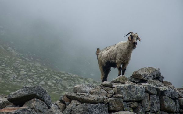 la nature,faune,chèvres,mouton,chamois,paysage