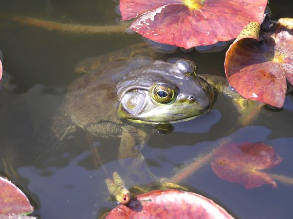 Animales, pescado, submarino, naturaleza, rana, anfibio