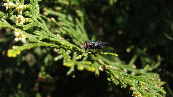 faune,forêt,la nature,branche,insecte,vert