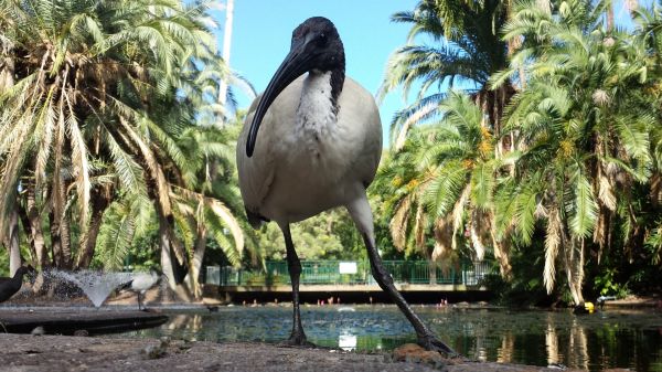 aves,Animales,fauna silvestre,Zoo,selva,ibis