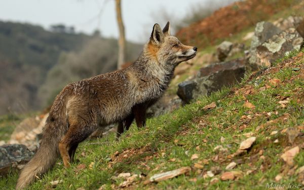 grass,wildlife,baby,fox,Grey Fox,rocks