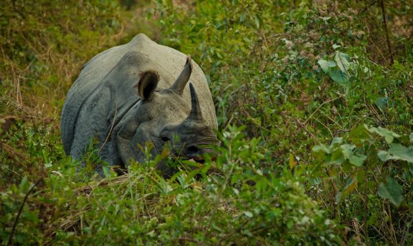 grass, wildlife, rhino, Safari, fauna, mammal