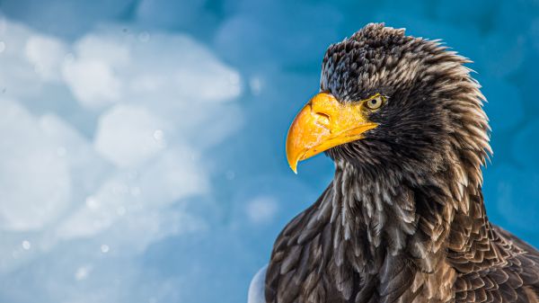 burung,awan,langit,paruh,Accipitridae,bulu