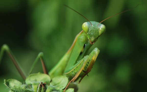 fotografi, mantis, serangga, hijau, belalang, rumput