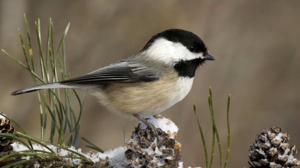 natur,gren,vilda djur och växter,näbb,Sparv,chickadee