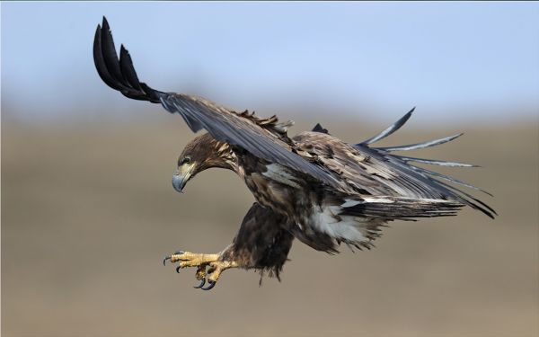 birds,nature,wildlife,bird of prey,eagle,bald eagle