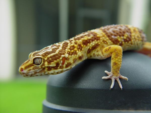 faune,gecko,lézard,reptile,faune,vertébré