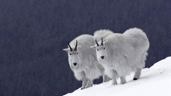 la nature,blanc,Monochrome,neige,hiver,mouton