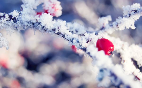 sunlight,plants,photography,sky,snow,winter