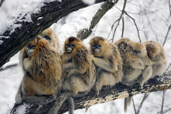 动物, 雪, 冬季, 野生动物, 天气, 猕猴