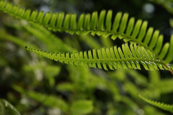 Natur, Makro, Ast, Grün, Farn, Blatt