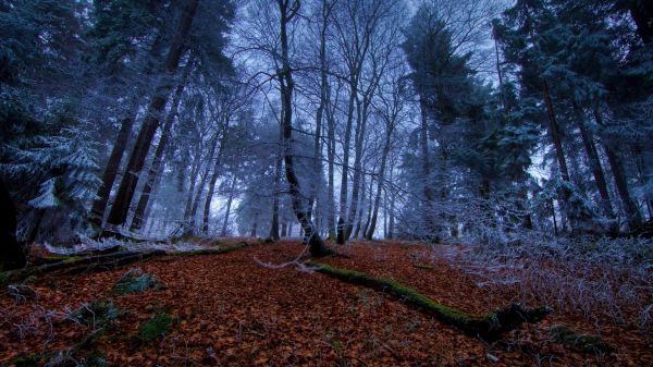 luz de sol,bosque,naturaleza,invierno,picea,desierto