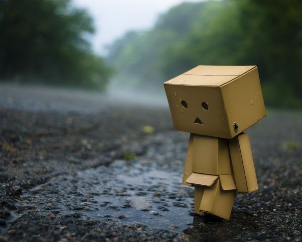 ไม้,สีเขียว,สีเหลือง,เช้า,Danbo,ฤดูใบไม้ร่วง