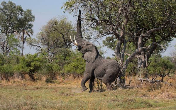 grass,wildlife,jungle,elephant,Safari,trees